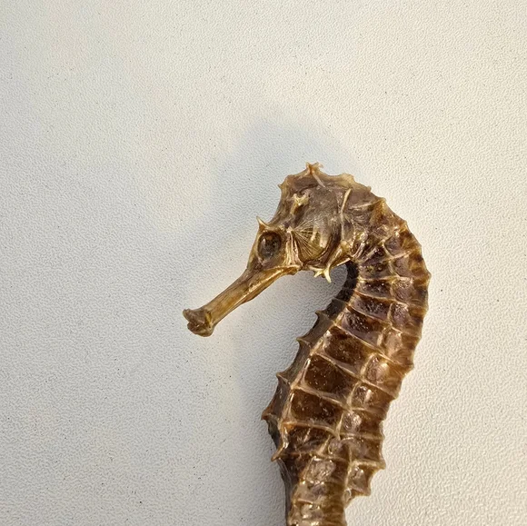 Vintage Taxidermy Seahorse Skeleton Natural Specimen 5" Hippocampus Erectus - Picture 2 of 14